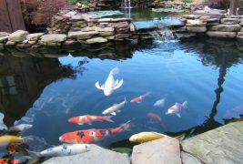 Custom fish ponds and swimming pools: We design and construct beautiful custom fish ponds and swimming pools for your outdoor spaces.